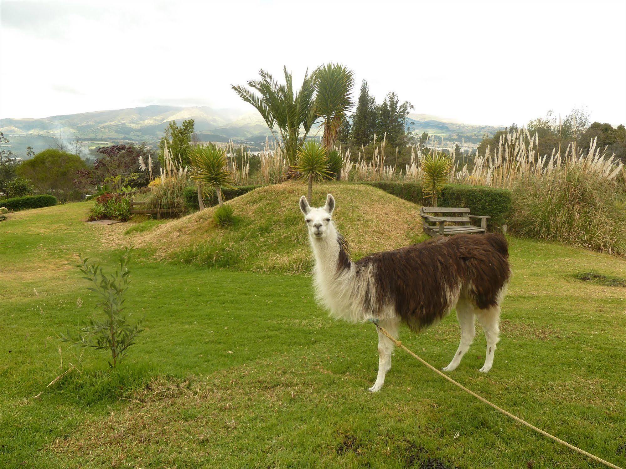 Hacienda Hosteria San Luis Cayambe Luaran gambar